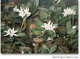 aerangis_fastuosa