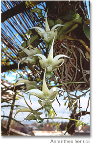 aeranthes_henricii