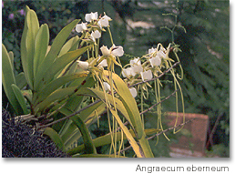 angraecum_eburneum