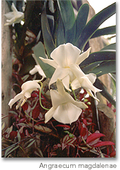 angraecum_magdalenae