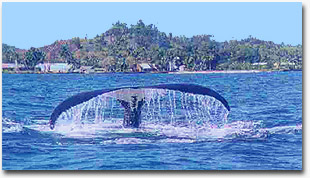 baleine