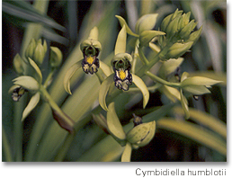 cymbidiella_humblotii