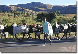 Zébu de Madagascar