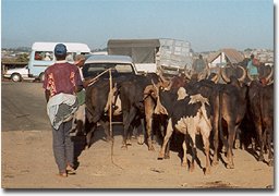 Zébu Madagascar