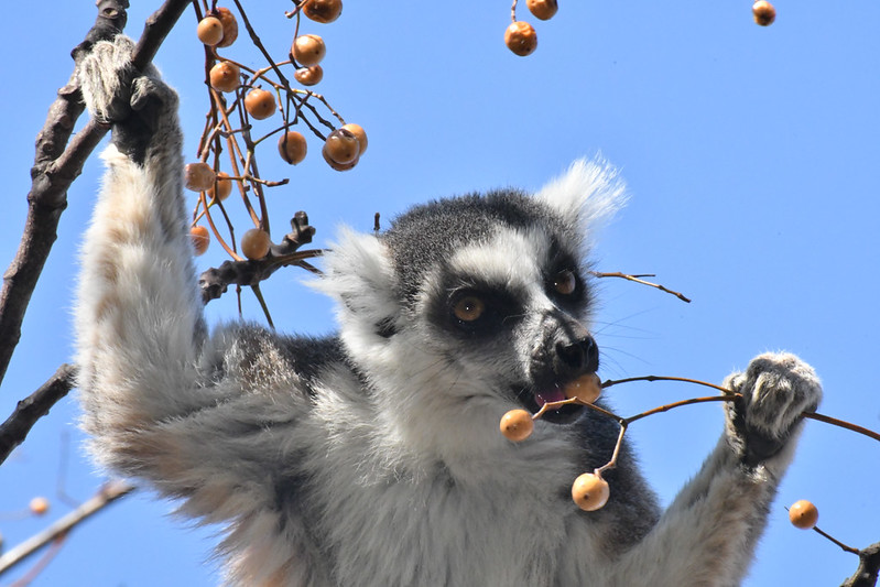 Lémurien Madagascar